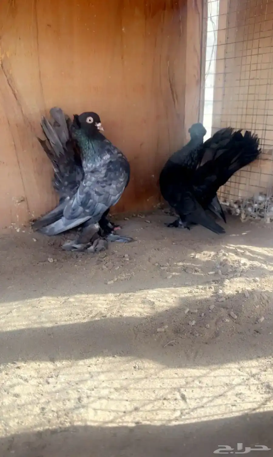 كرنقو جوز 2