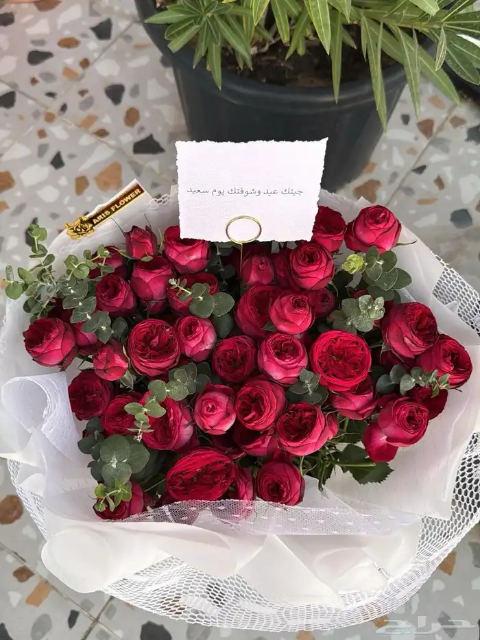 مندوب وتنسيق ورود 8