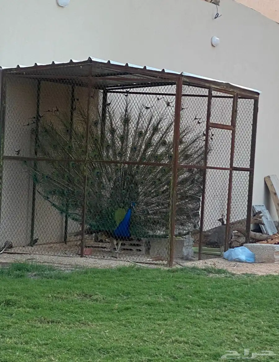 طاووس 3