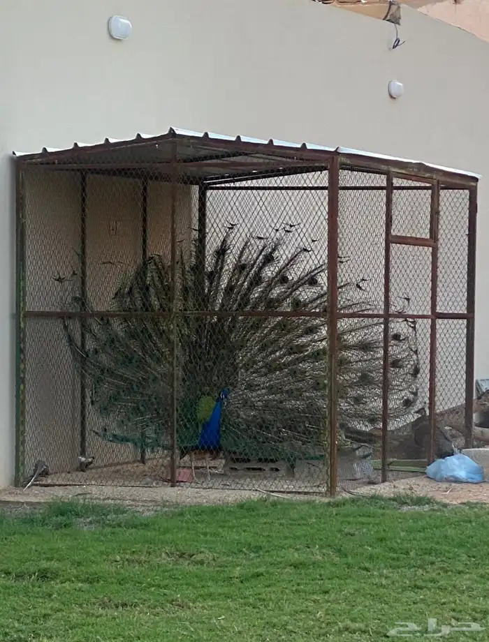 طاووس 0