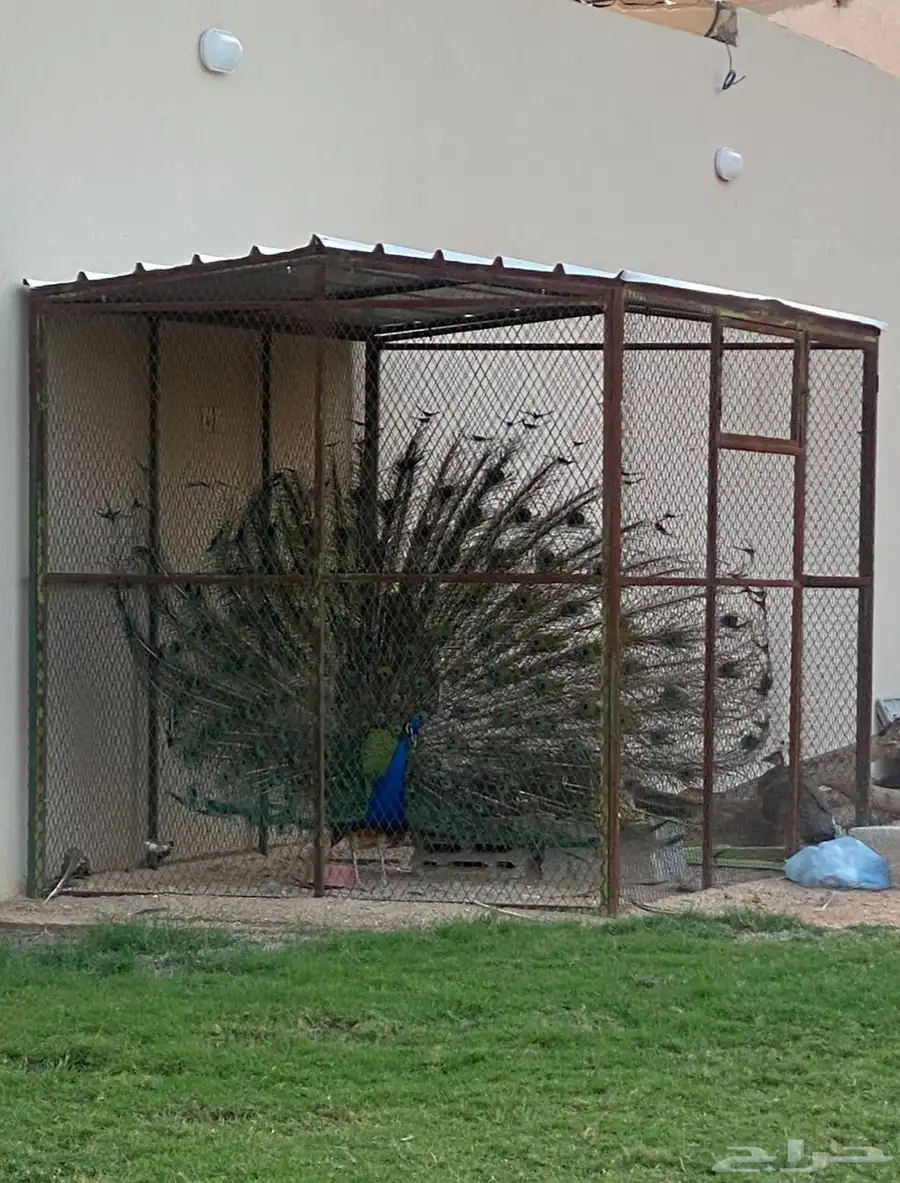 طاووس 0