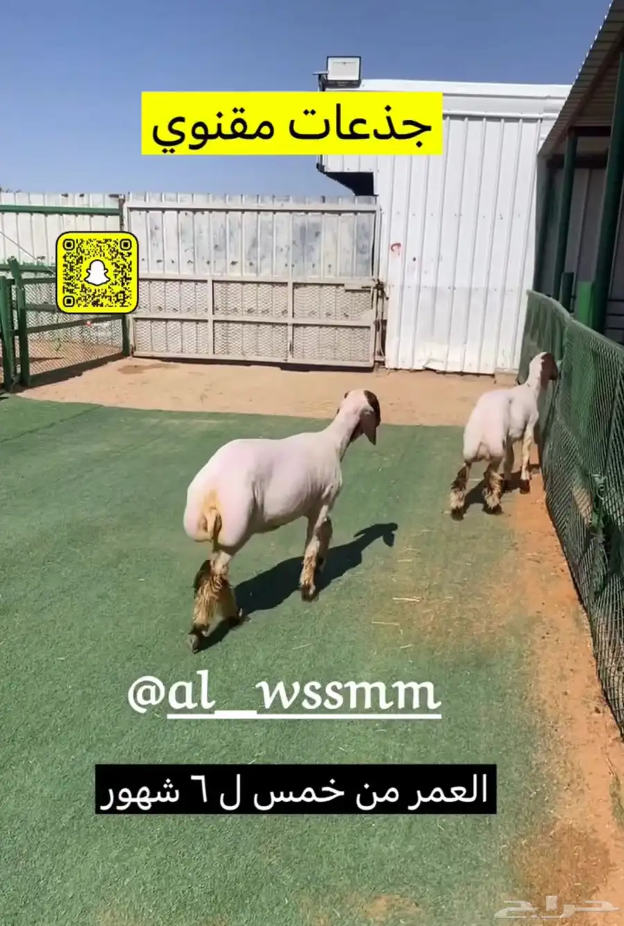 جذعات مقنوي طيبه 1