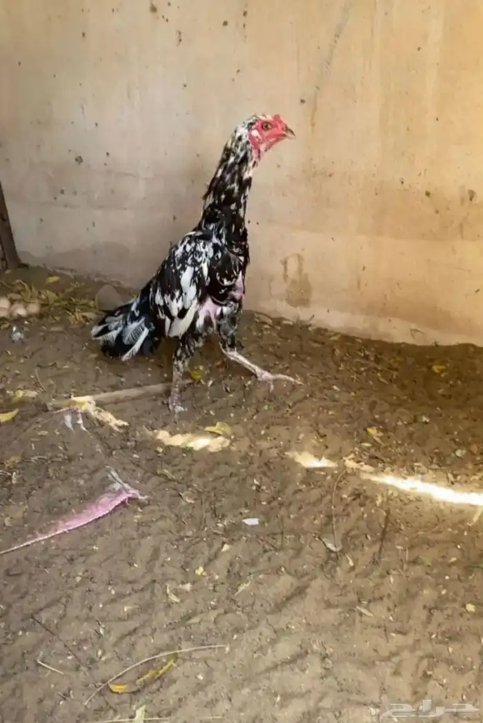 سنديه للبيع 0