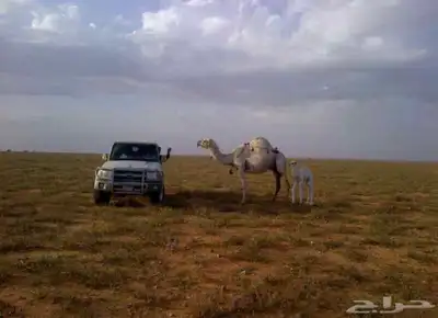 مرتبلات بركسات غرف جاهزه سكن عمال مساجد 16