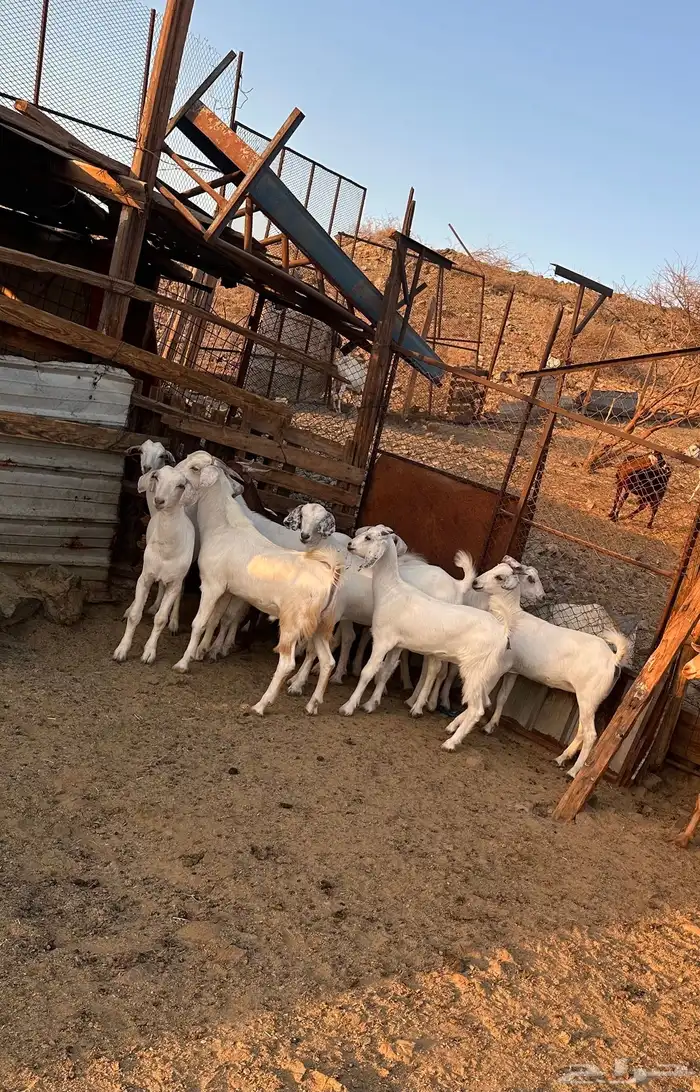 تيوس ذبايح ( تم البيع) 4