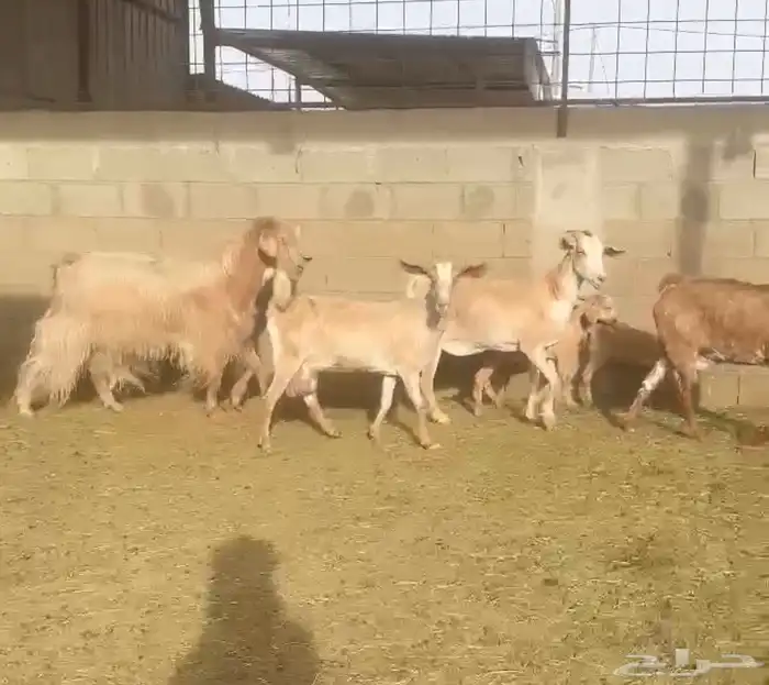 ماعز سويسرية حليب وافر تم البيع 0