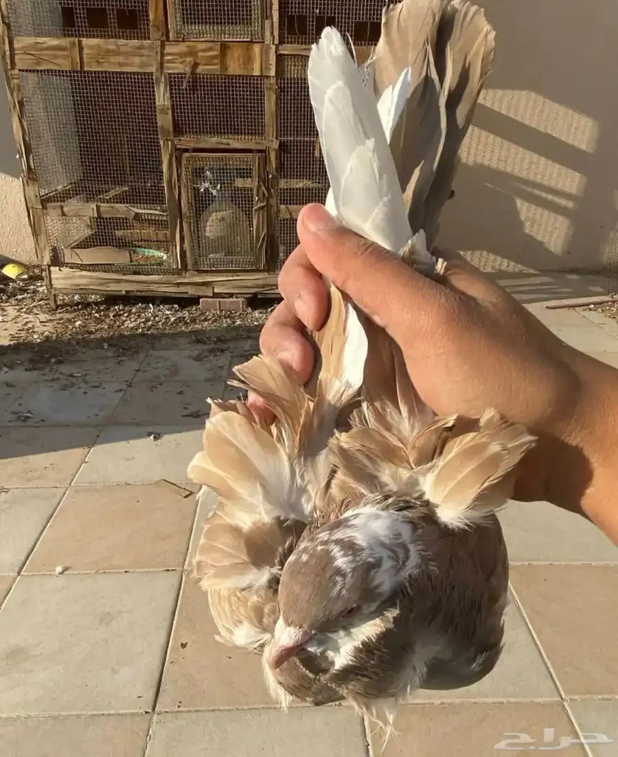 حمام كشكي 0