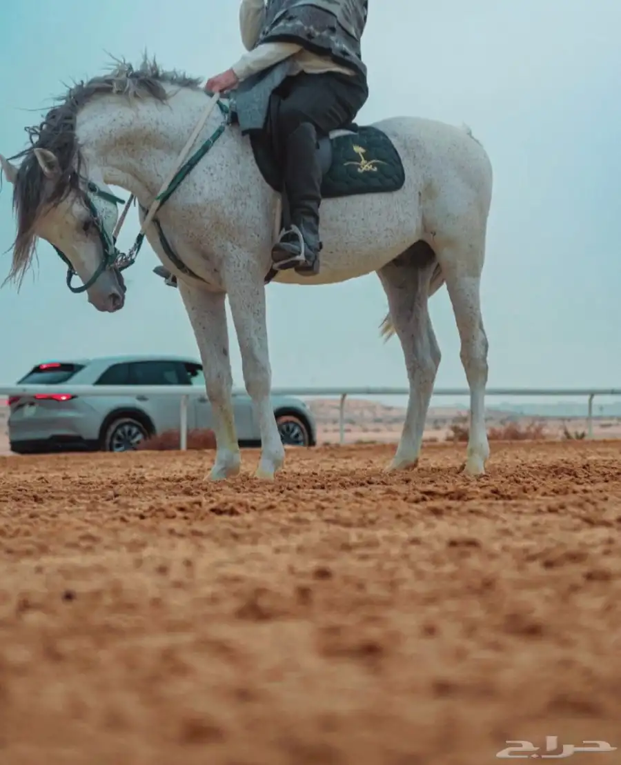 حصان 3