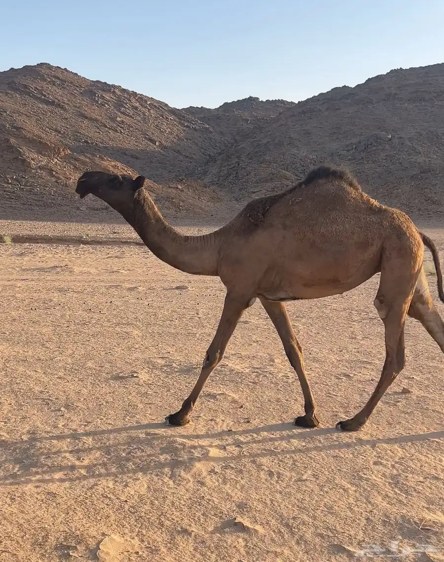 بكره حقه صفرا 0
