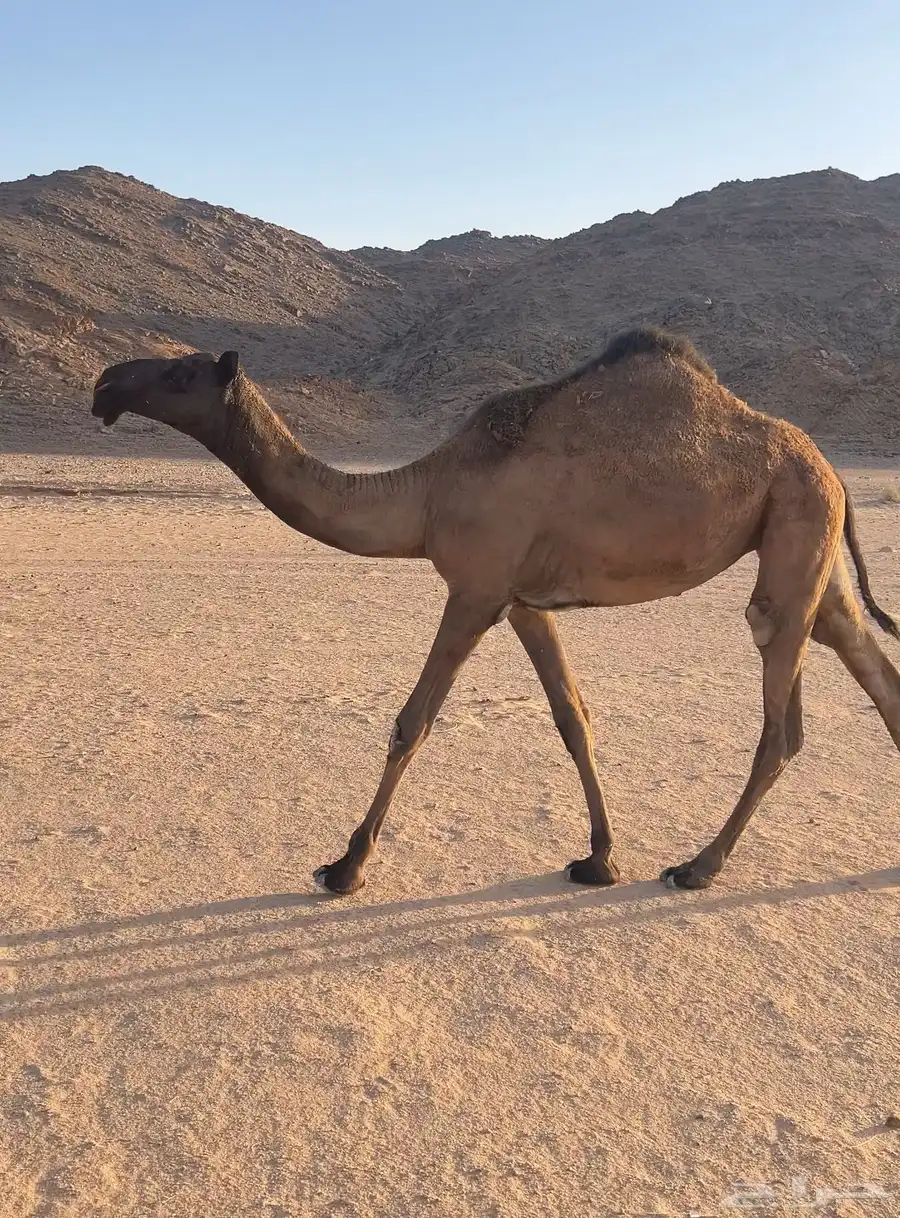 بكره حقه صفرا 3