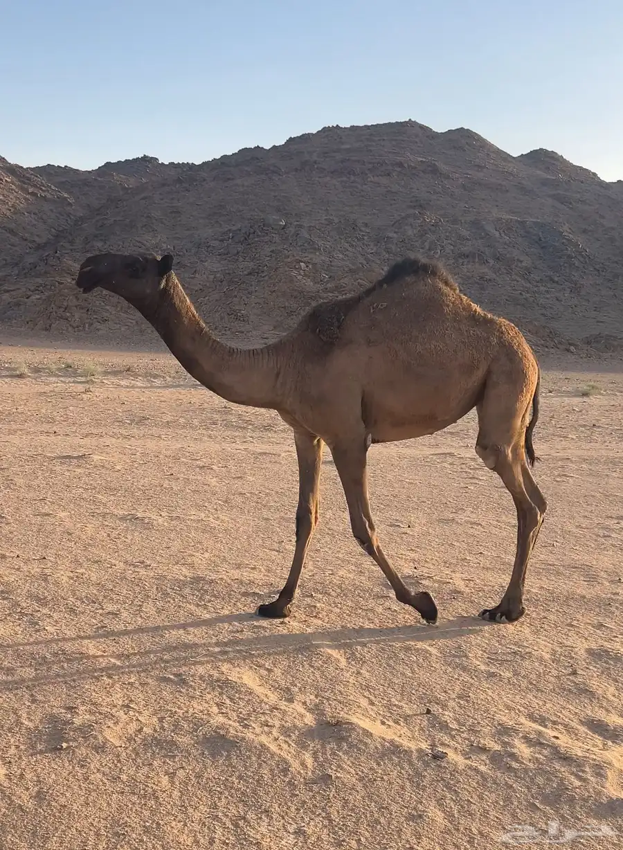 بكره حقه صفرا 2