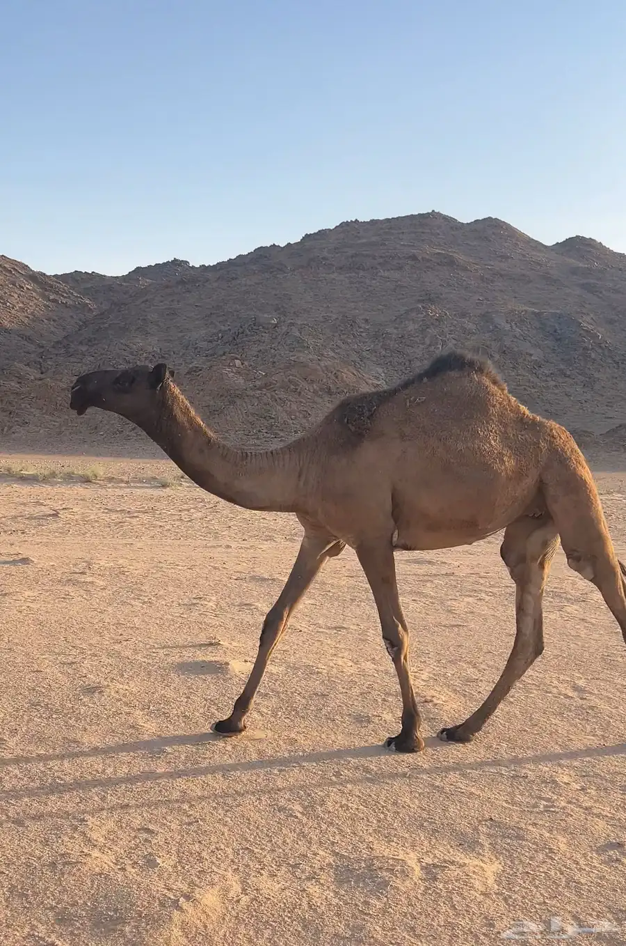 بكره حقه صفرا 1