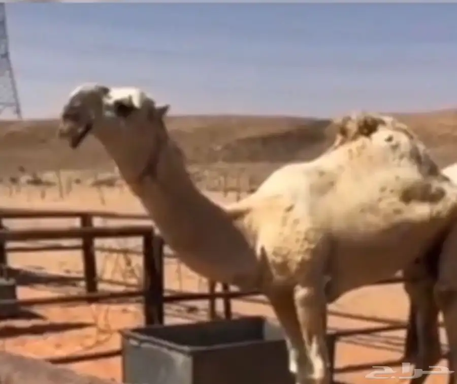 قعود ( حق ) تمامي 3
