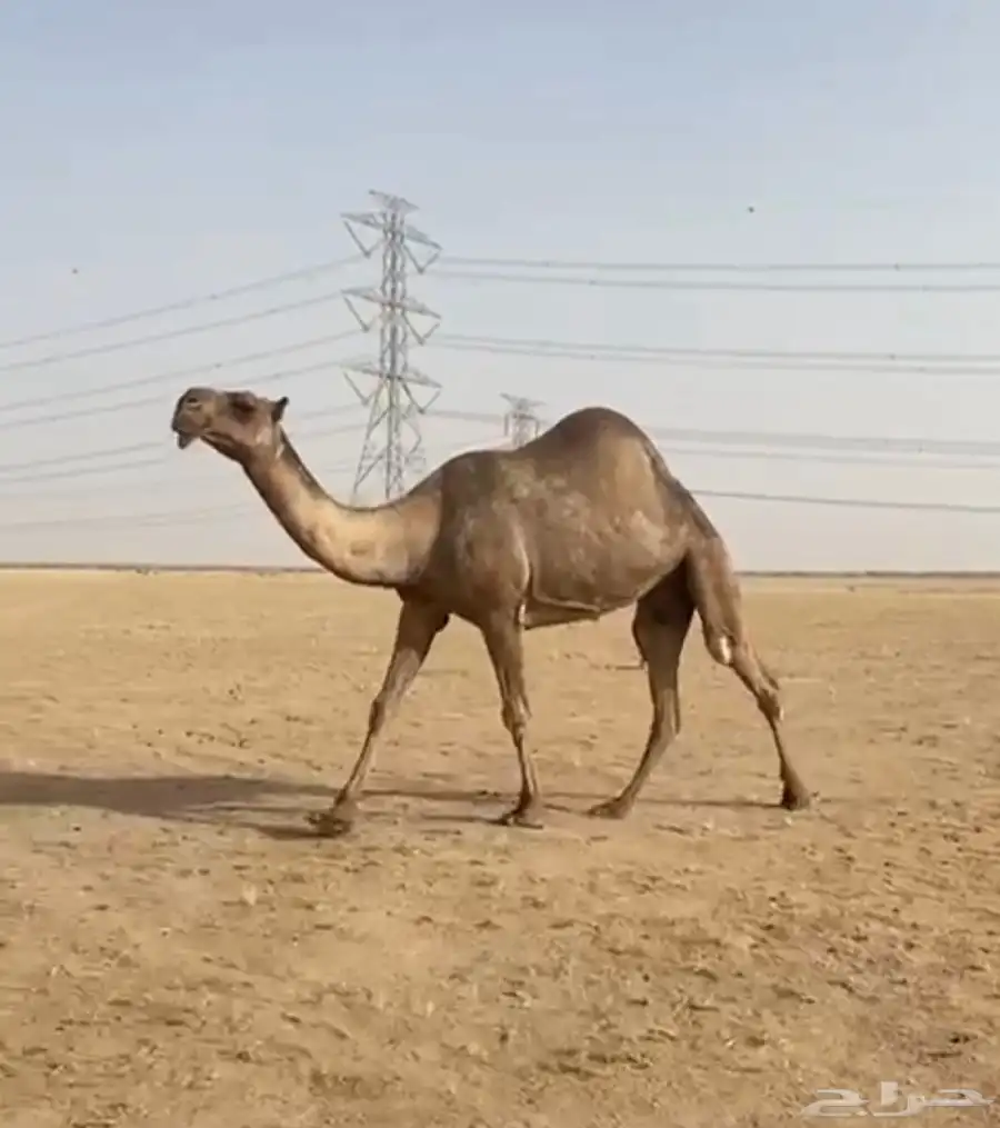 صفرا ضريبه 0