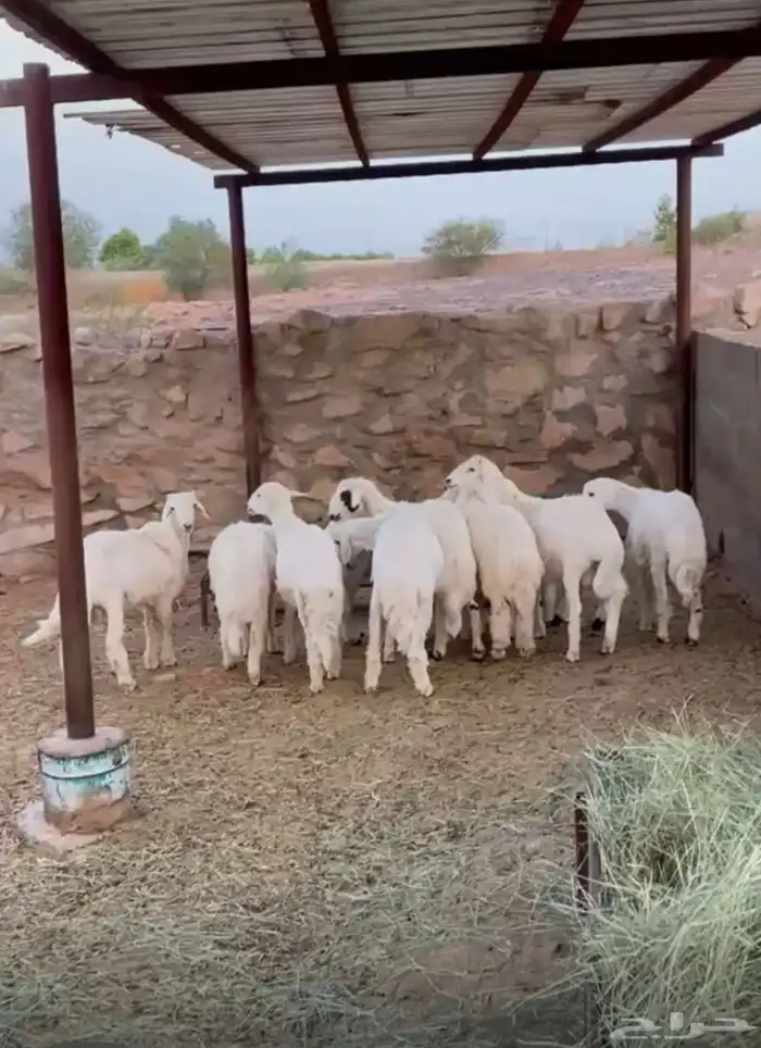 خرفان ورخال 0