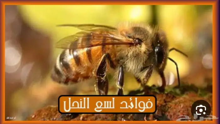 طلب علاج لسع النحل 0