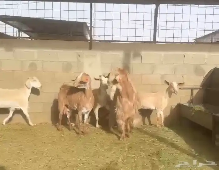 ماعز سويسرية حليب وافر تم البيع 1