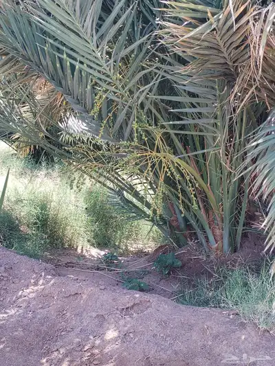 شبيبي حلوه خنيزي 3