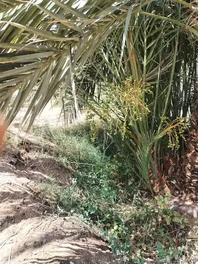 شبيبي حلوه خنيزي 5