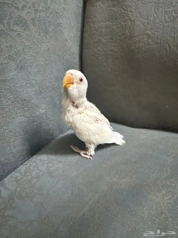 فروخ روز البينو عبون احمر 2