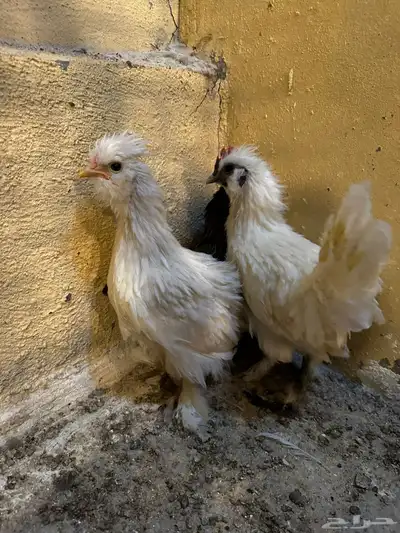 دجاج زينة مشكل 0