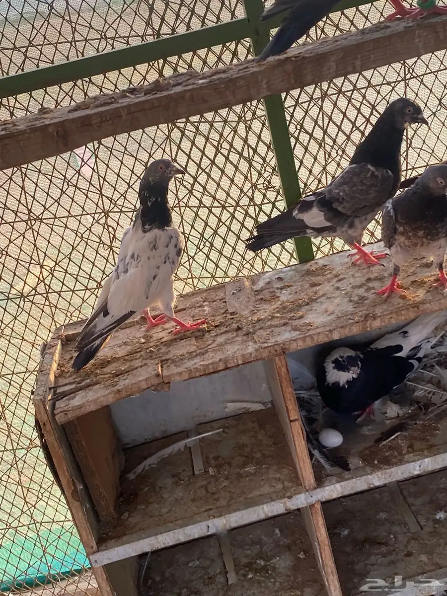 مكه 1