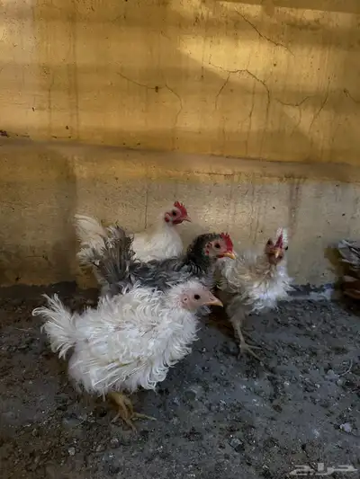 دجاج زينة مشكل 8