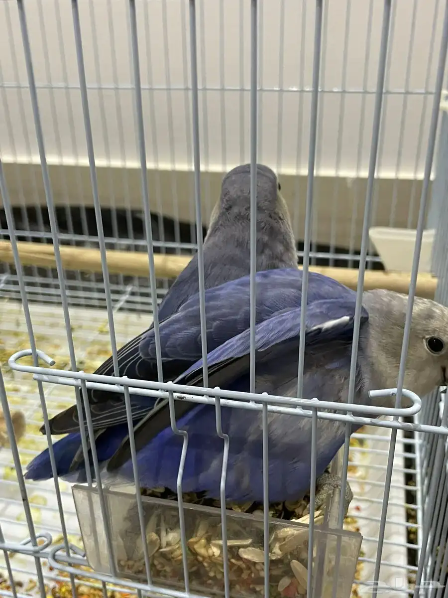 زوج روز 2