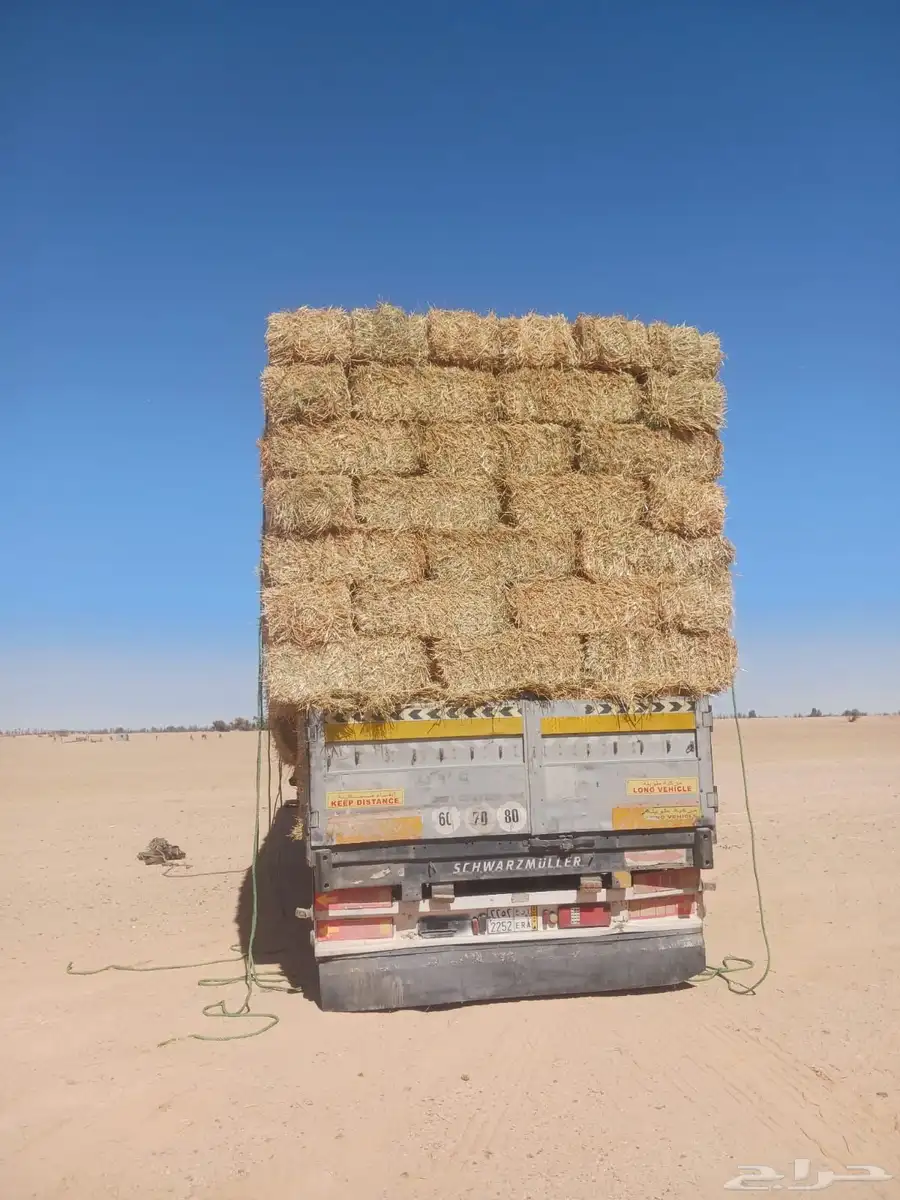 تبن قمح 1