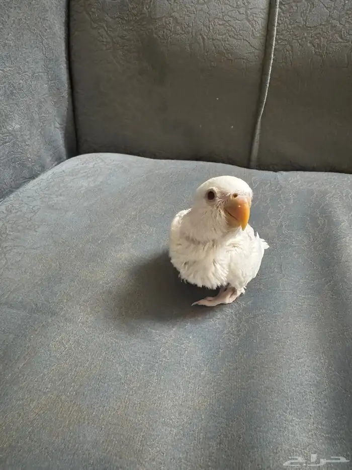 فروخ روز البينو عبون احمر 1