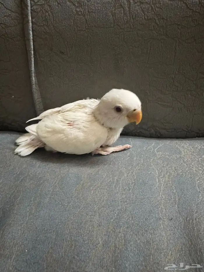 فروخ روز البينو عبون احمر 0