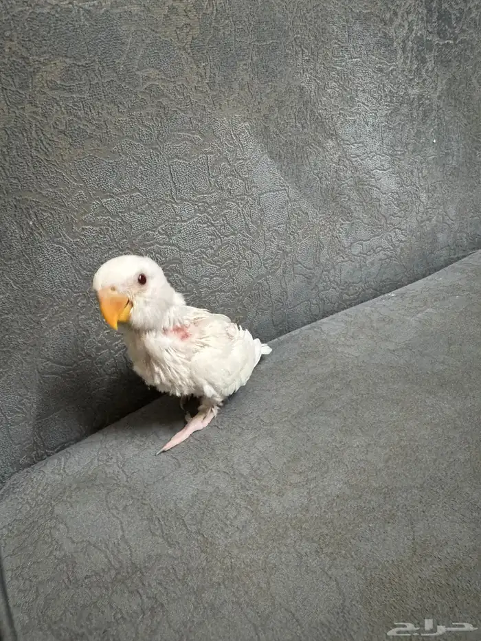 فروخ روز البينو عبون احمر 3