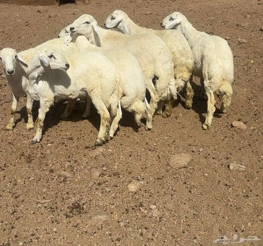 خرفان 1