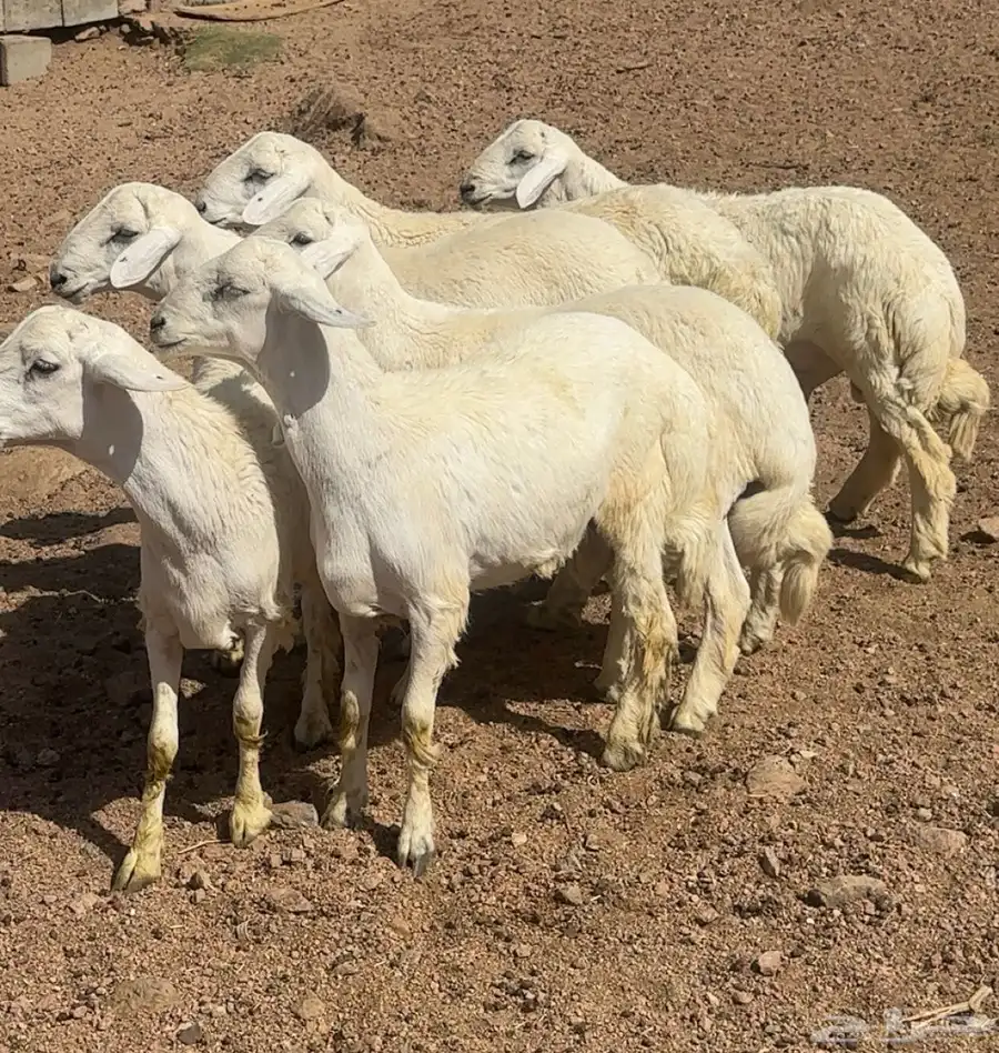 خرفان 0