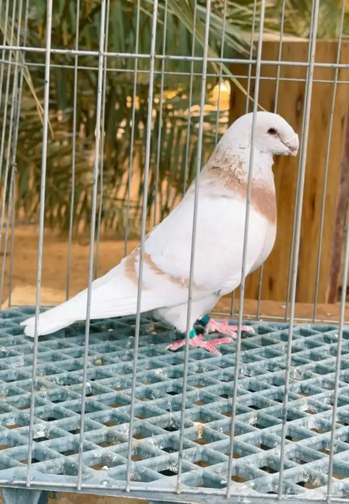 شورايزر وجاينت 4