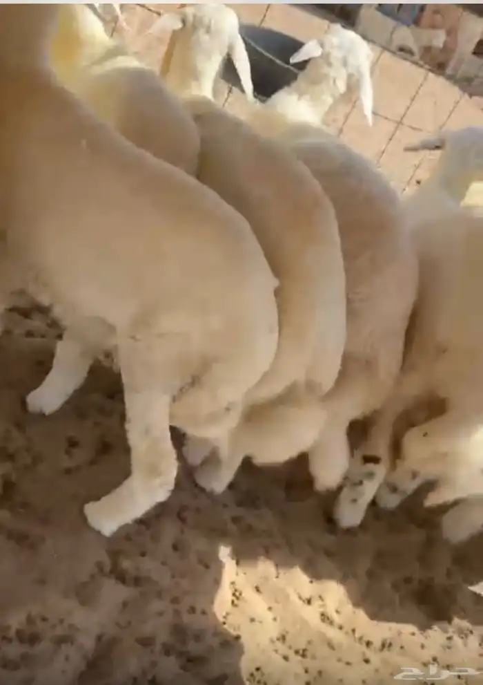 طليان سمان عمارهن 3 شهور الى 3 شهور ونص شحمم 2