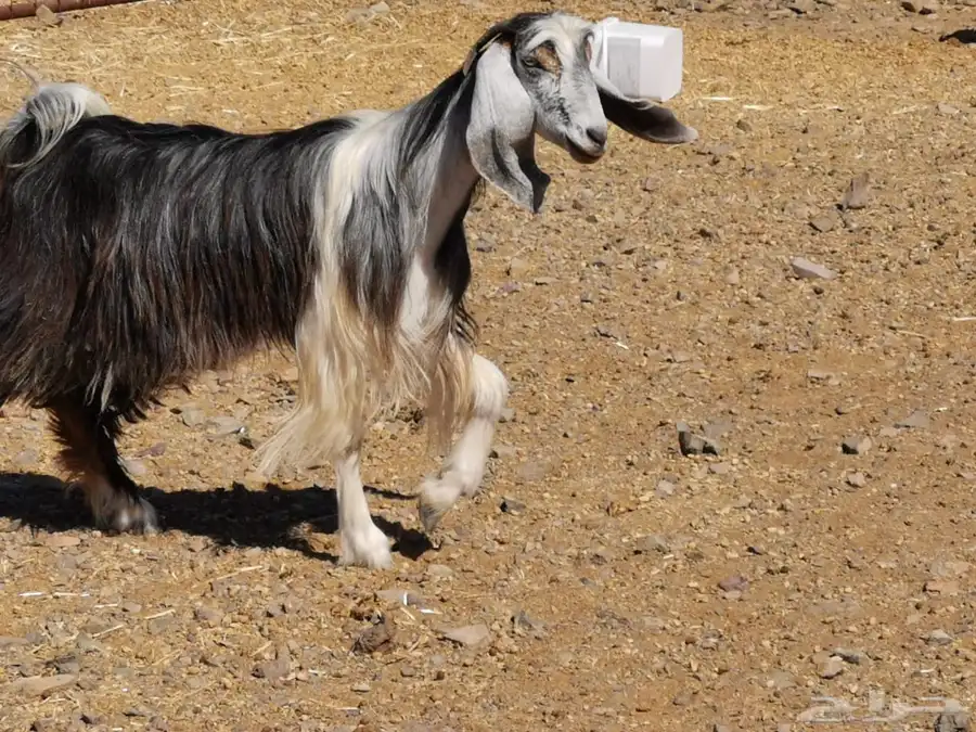 جفار حو 7