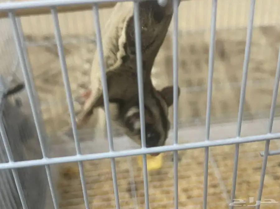 سنجاب طائر 0
