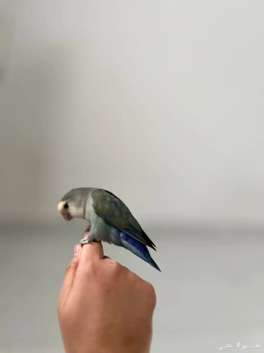 روز 1