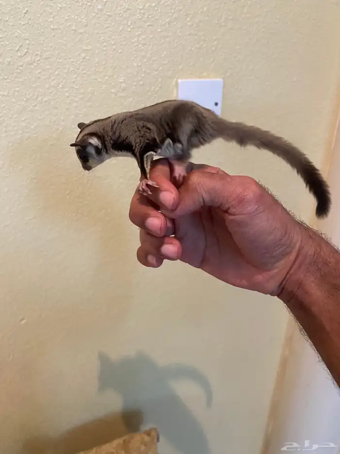 السناجب الطائر اليف 0