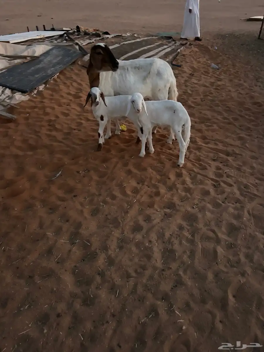 خلفات متاويم 3معهن6 1