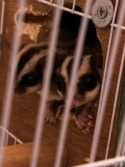 شوقر قلايدر sugar glider 1