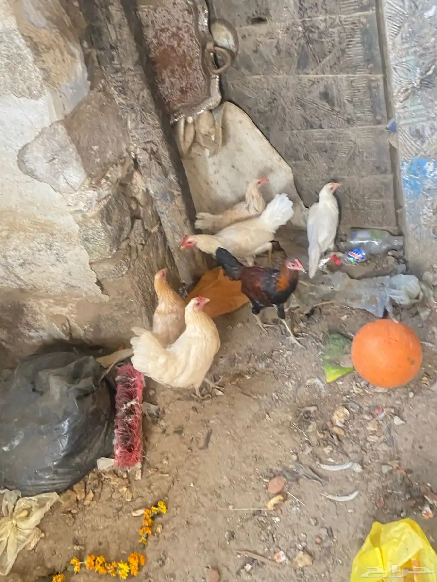 دجاج بلدي 0