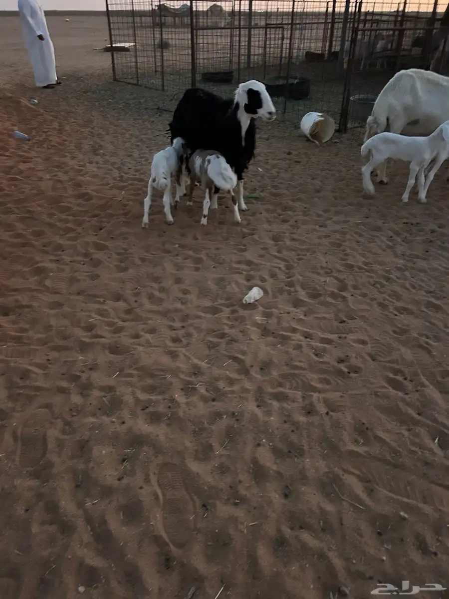خلفات متاويم 3معهن6 2