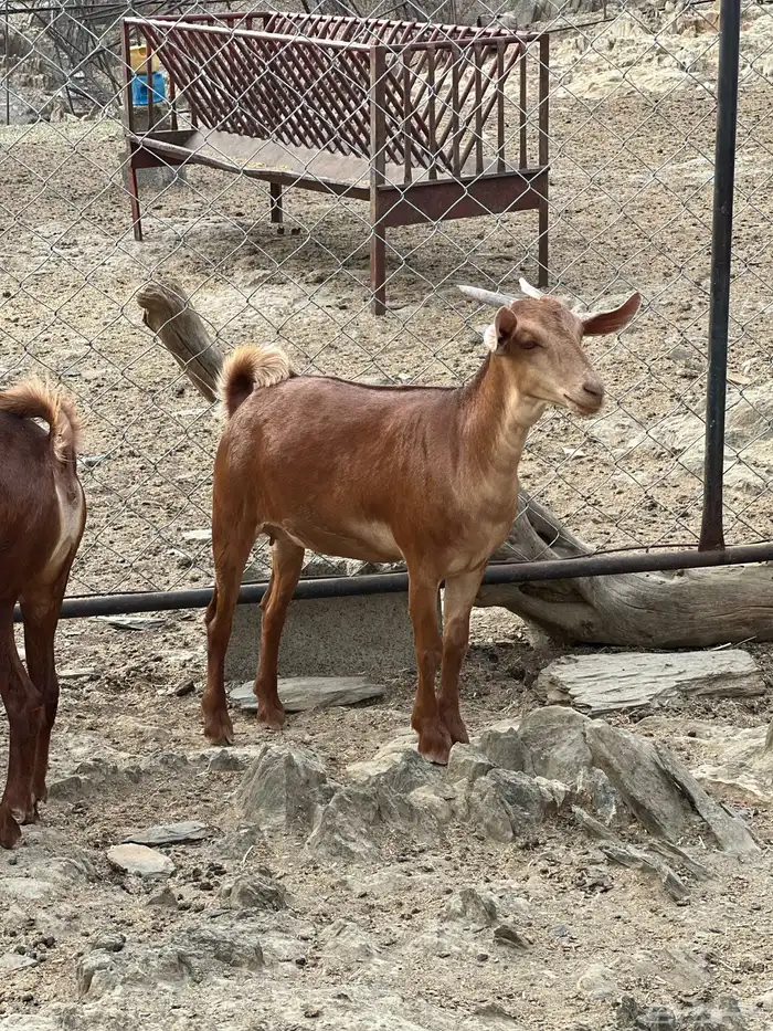 جفار دهم 5