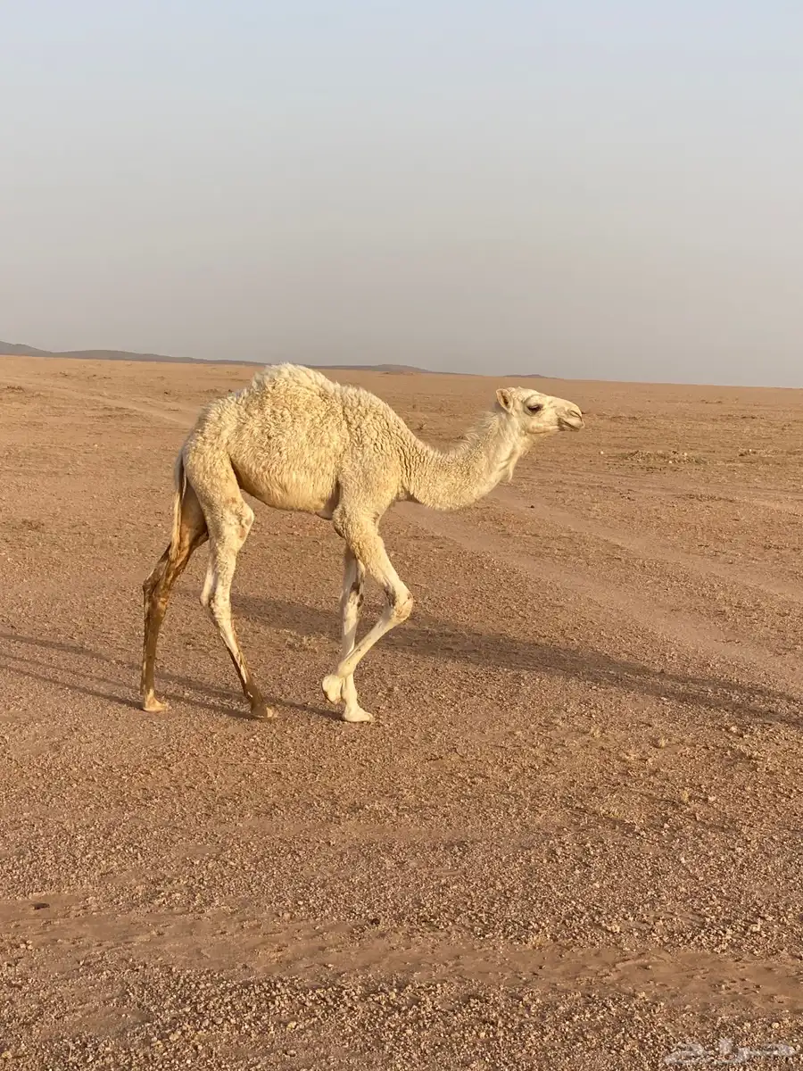 قعدان حليب تحت امهاتهن 0