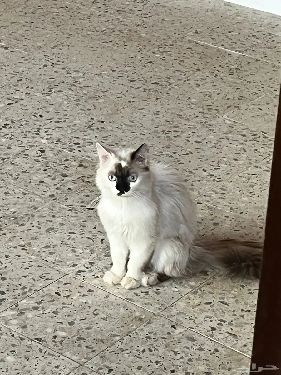 بسه ( بساس ) للبيع 0