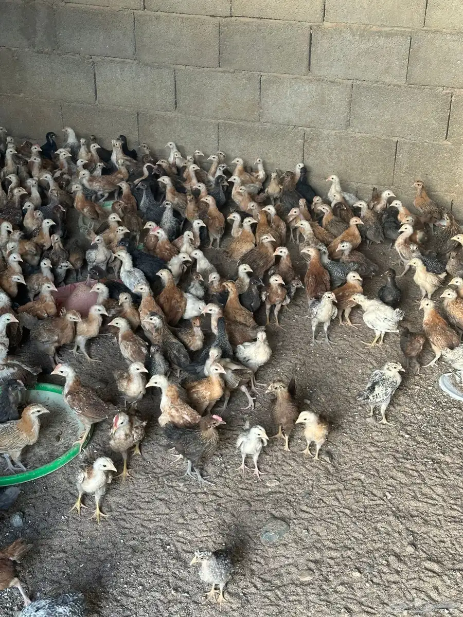 دجاج بلدي عمر شهر ونص العدد 350 0