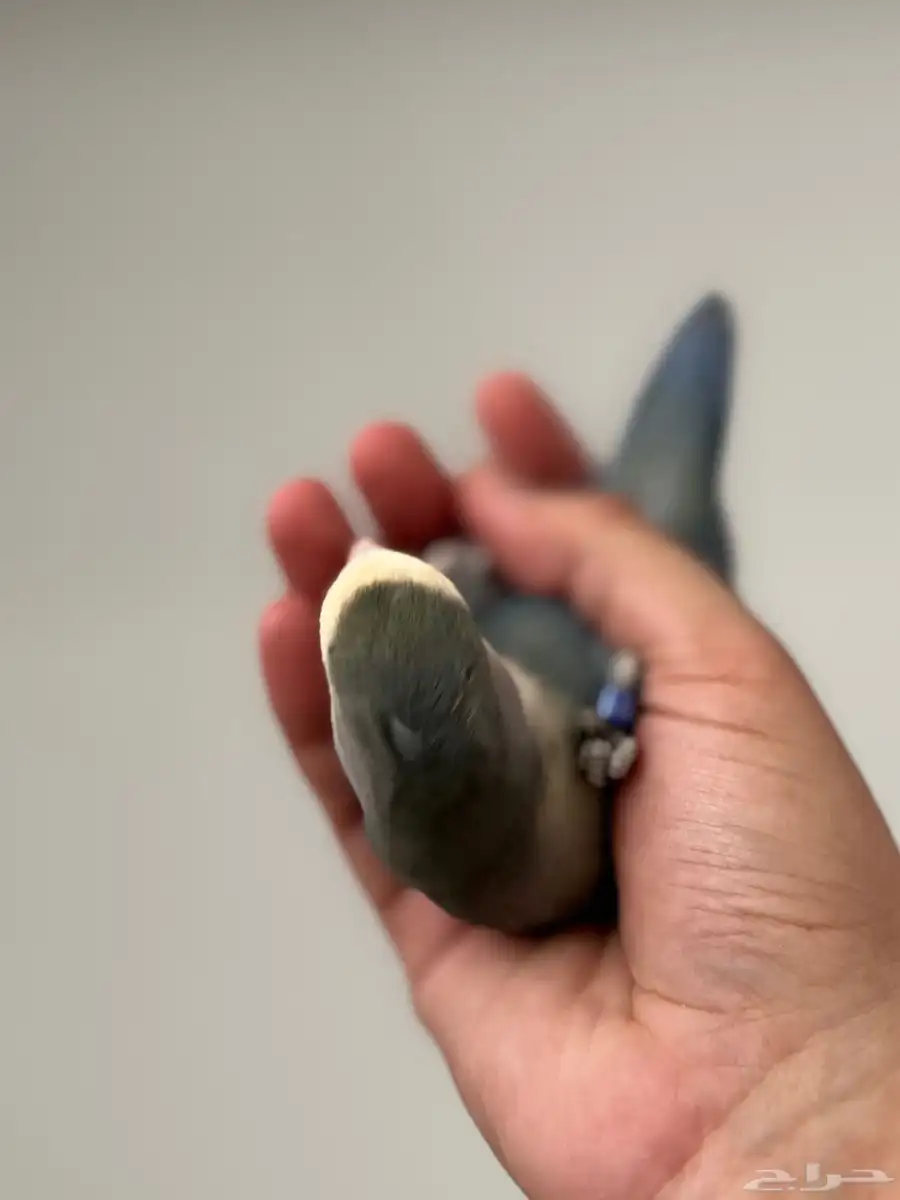 روز 3