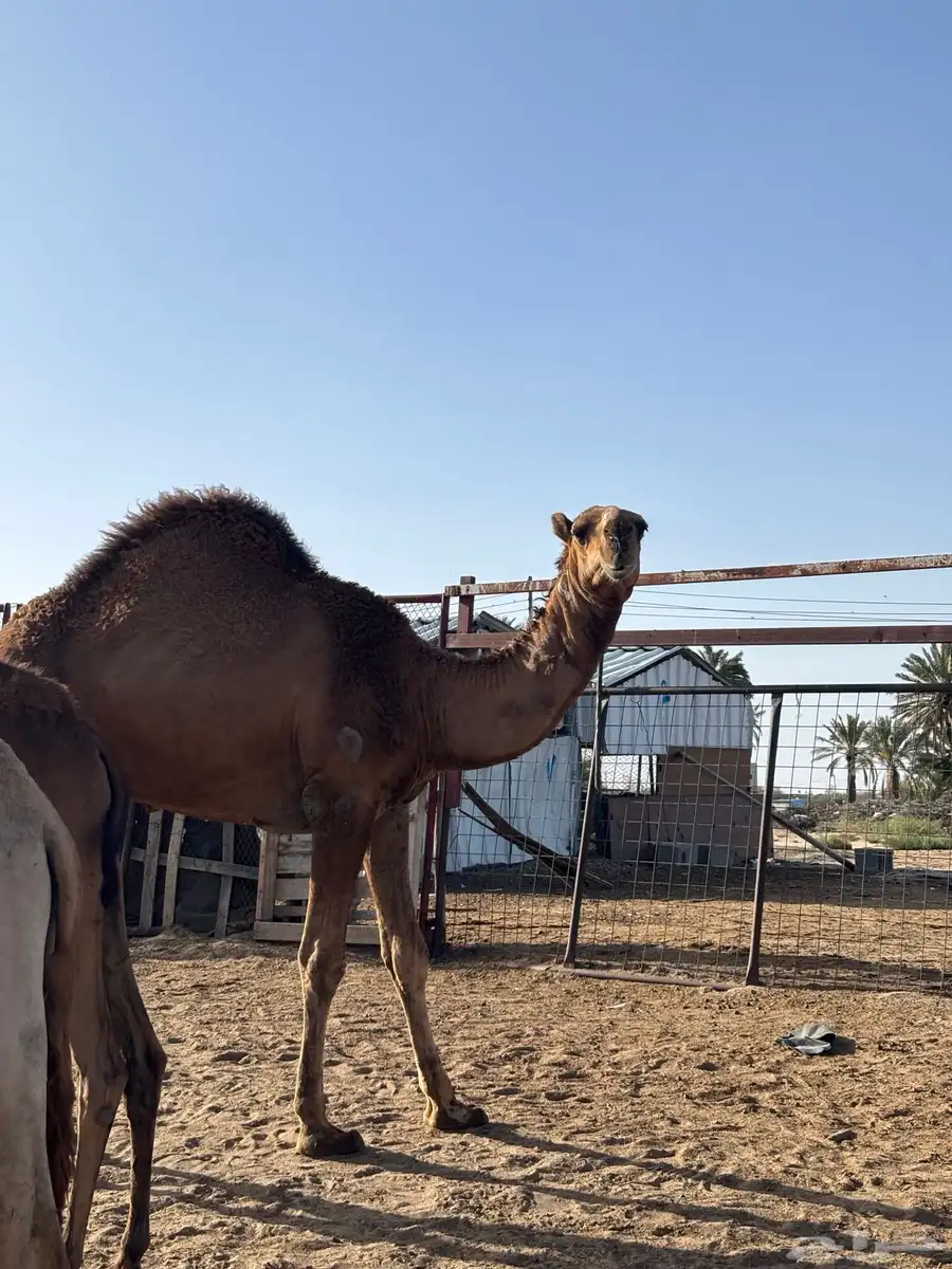 قعود حق 0